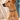 Tan dog wearing the hand-beaded Nairobi Rainbow leather collar in Lamu