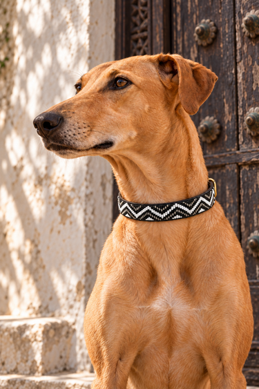 Busia - Black, White & Silver Dog Collar worn by a tan dog in Lamu