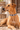 Eldoret Dog Collar worn by a tan dog in Lamu