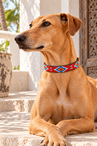 Isiolo Dog Collar worn by a tan dog in Lamu