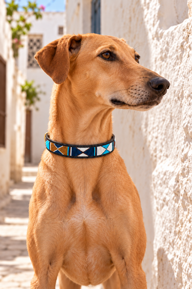 Kiambu Dog Collar worn by a tan dog in Lamu
