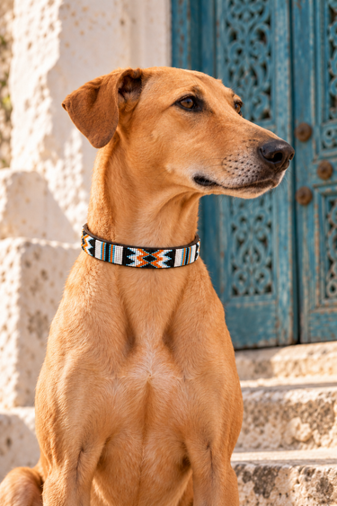 Kikuyu - White, Orange & Black Dog Collar worn by a tan dog in Lamu