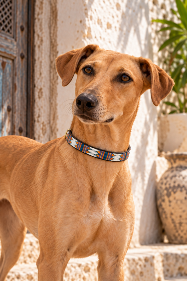 Kilifi - White, Blue & Orange Dog Collar worn by a tan dog in Lamu