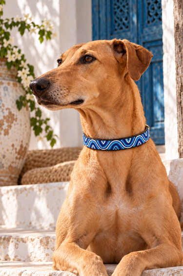Nairobi - Blue Dog Collar worn by a tan dog in Lamu