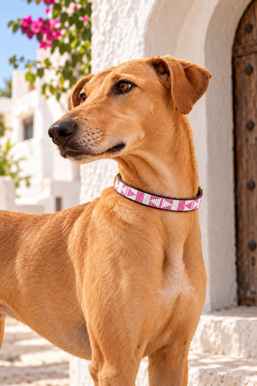 Naivasha - Pink & White Dog Collar worn by a tan dog in Lamu