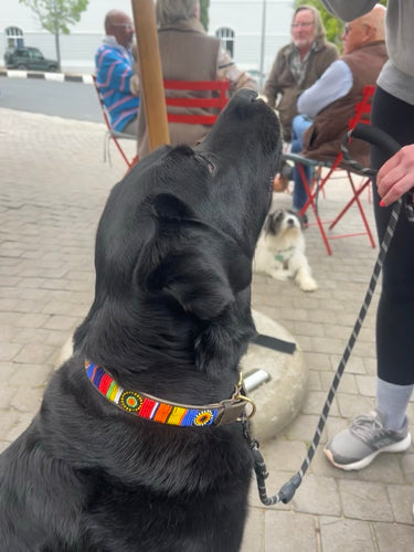 Dog Collar - Kisumu
