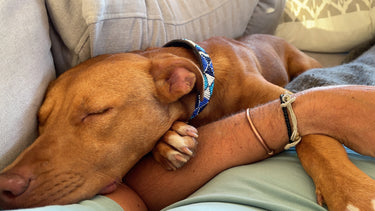 Dog Collar - Naivasha - Blue & White
