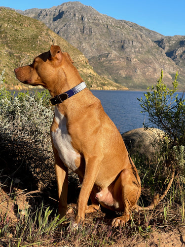 Dog Collar - Langata - Blue  & White