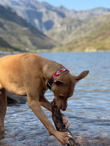 Dog Collar - Isiolo