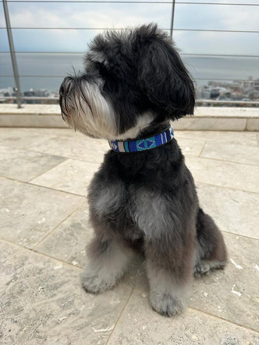 Dog Collar - Naivasha - Blue & White